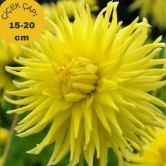 Kennemerland Dev Dahlia Yıldız Çiçeği Kök - Dalya - Patates Çiçeği  - Sarı