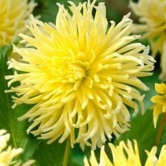 Kennemerland Dev Dahlia Yıldız Çiçeği Kök - Dalya - Patates Çiçeği  - Sarı