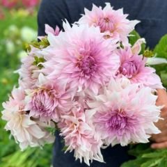 Shiloh Noelle Dev Dahlia Yıldız Çiçeği Kök - Dalya - Patates Çiçeği  - Lila Ebruli