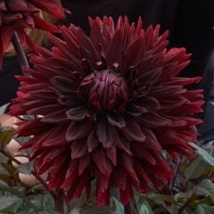 Black Jack Dev Dahlia Yıldız Çiçeği Kök - Dalya - Patates Çiçeği  - Bordo Siyah