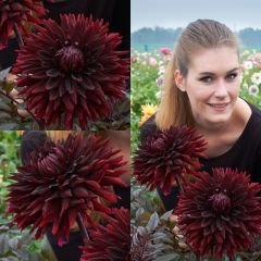Black Jack Dev Dahlia Yıldız Çiçeği Kök - Dalya - Patates Çiçeği  - Bordo Siyah