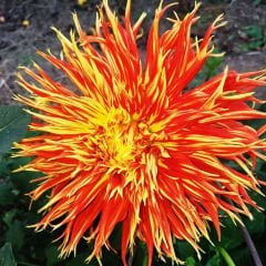 Show 'n Tell Dev Dahlia Yıldız Çiçeği Kök - Dalya - Patates Çiçeği  - Turuncu Saçaklı
