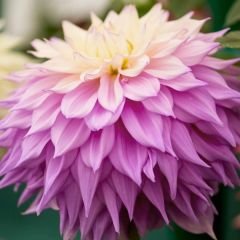 Sir Alf.Ramsey Dev Dahlia Yıldız Çiçeği Kök - Dalya - Patates Çiçeği  - Mor