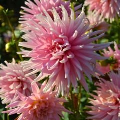 Hollyhill Cotton Candy Dev Dahlia Yıldız Çiçeği Kök - Dalya - Patates Çiçeği  - Turuncu(Kopya)
