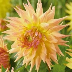 Penhill Autumn Shade Dev Dahlia Yıldız Çiçeği Kök - Dalya - Patates Çiçeği  - Sarı Turuncu