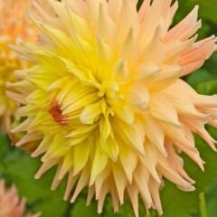 Penhill Autumn Shade Dev Dahlia Yıldız Çiçeği Kök - Dalya - Patates Çiçeği  - Sarı Turuncu