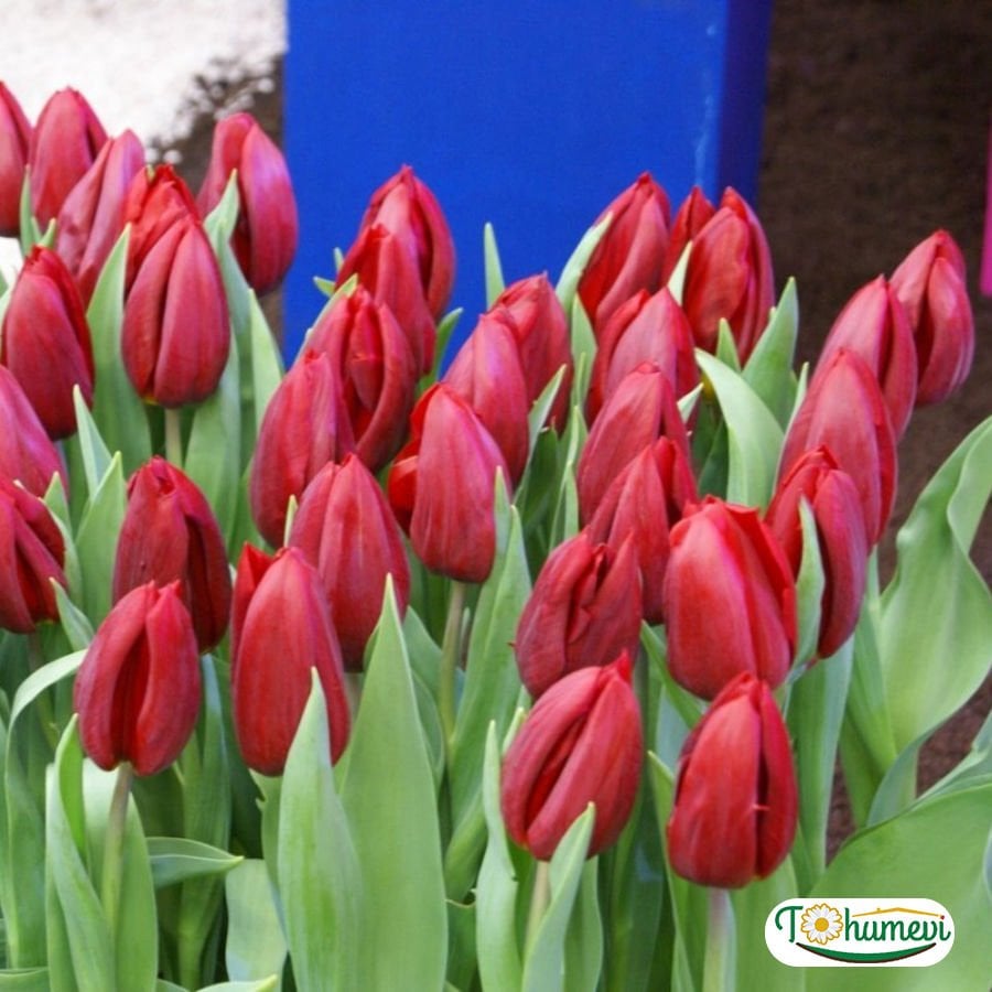 Pallada Lale Soğanı – Tulipa