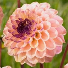 Wine Eyed Jill Dev Dahlia Yıldız Çiçeği Kök - Dalya - Patates Çiçeği - Somon ebruli