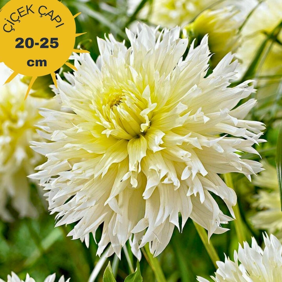 Ice Crystal Dev Dahlia Yıldız Çiçeği Kök - Dalya - Patates Çiçeği - Krem