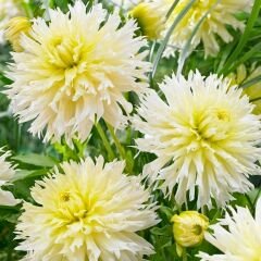 Ice Crystal Dev Dahlia Yıldız Çiçeği Kök - Dalya - Patates Çiçeği - Krem