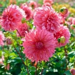İslander Dev Dahlia Yıldız Çiçeği Kök - Dalya - Patates Çiçeği - Soft Pembe