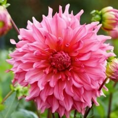 İslander Dev Dahlia Yıldız Çiçeği Kök - Dalya - Patates Çiçeği - Soft Pembe