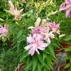 Broken Heart Oriental Lilium Çiçek Soğanı - Oryantal Lilyum - Toz Pembe