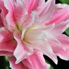Broken Heart Oriental Lilium Çiçek Soğanı - Oryantal Lilyum - Toz Pembe