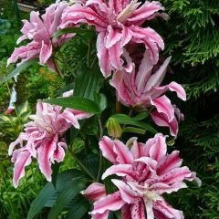Distant Drum Oriental Lilium Çiçek Soğanı - Oryantal Lilyum - Pembe
