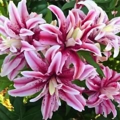 Distant Drum Oriental Lilium Çiçek Soğanı - Oryantal Lilyum - Pembe