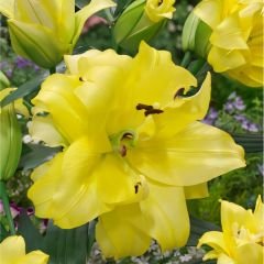 Exotic Sun Oriental Lilium Çiçek Soğanı - Oryantal Lilyum - Sarı