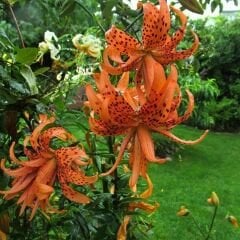 Flore Pleno Oriental Lilium Çiçek Soğanı - Oryantal Lilyum - Kaplan Zambağı