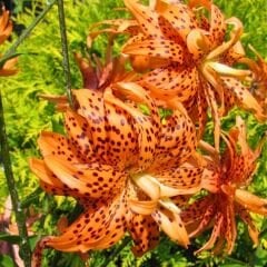 Flore Pleno Oriental Lilium Çiçek Soğanı - Oryantal Lilyum - Kaplan Zambağı