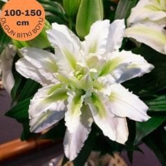 Rosalie Aisha Oriental Lilium Çiçek Soğanı - Oryantal Lilyum - Beyaz
