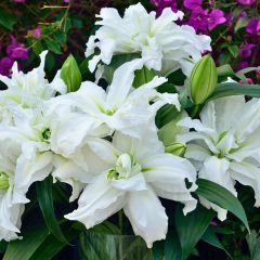 Rosalie Aisha Oriental Lilium Çiçek Soğanı - Oryantal Lilyum - Beyaz