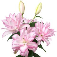 Roselily Anouska Oriental Lilium Çiçek Soğanı - Oryantal Lilyum - Toz pembe