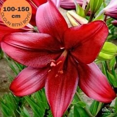 Calabria Lilium Çiçeği Soğanı - Lilyum - Kırmızı