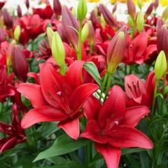 Calabria Lilium Çiçeği Soğanı - Lilyum - Kırmızı