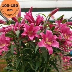 Corvette Lilium Çiçeği Soğanı - Lilyum - Pembe