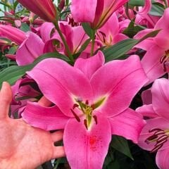 Corvette Lilium Çiçeği Soğanı - Lilyum - Pembe