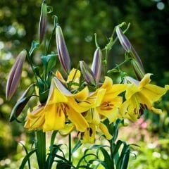 Longiflorum Golden splendour Lilium Çiçeği Soğanı - Lilyum - Sarı
