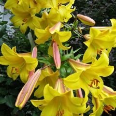Longiflorum Golden splendour Lilium Çiçeği Soğanı - Lilyum - Sarı