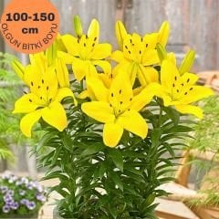 Lentella Lilium Çiçeği Soğanı - Lilyum - Sarı