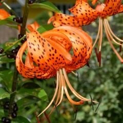 Sunny Morning Tiger Lily Soğanı - Lilyum - Kaplan Zambağı