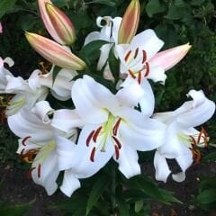 Fredo Lilium Çiçeği Soğanı - Lilyum - Beyaz