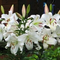 Fredo Lilium Çiçeği Soğanı - Lilyum - Beyaz