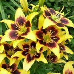 Pieton Asiatic Lily ( Asya Zambağı ) Soğanı - Lilyum - Sarı Bordo