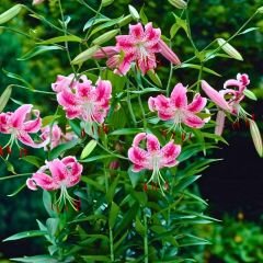 Speciosum  Uchida Tiger Lily Soğanı - Lilyum - Özel Tür Zambak