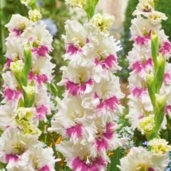 Amber Mystique gladiolus - Glayöl Soğanı - Pembe Beyaz Ebruli