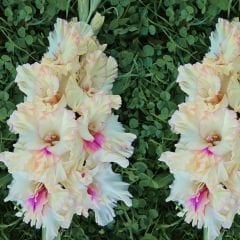 Amber Mystique gladiolus - Glayöl Soğanı - Pembe Beyaz Ebruli