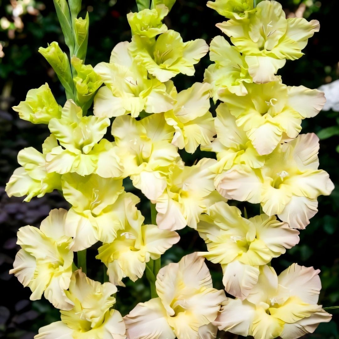 Alıcıa Gladiolus - Glayöl Soğanı - Sarı Ebruli