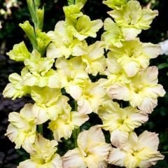 Alıcıa Gladiolus - Glayöl Soğanı - Sarı Ebruli