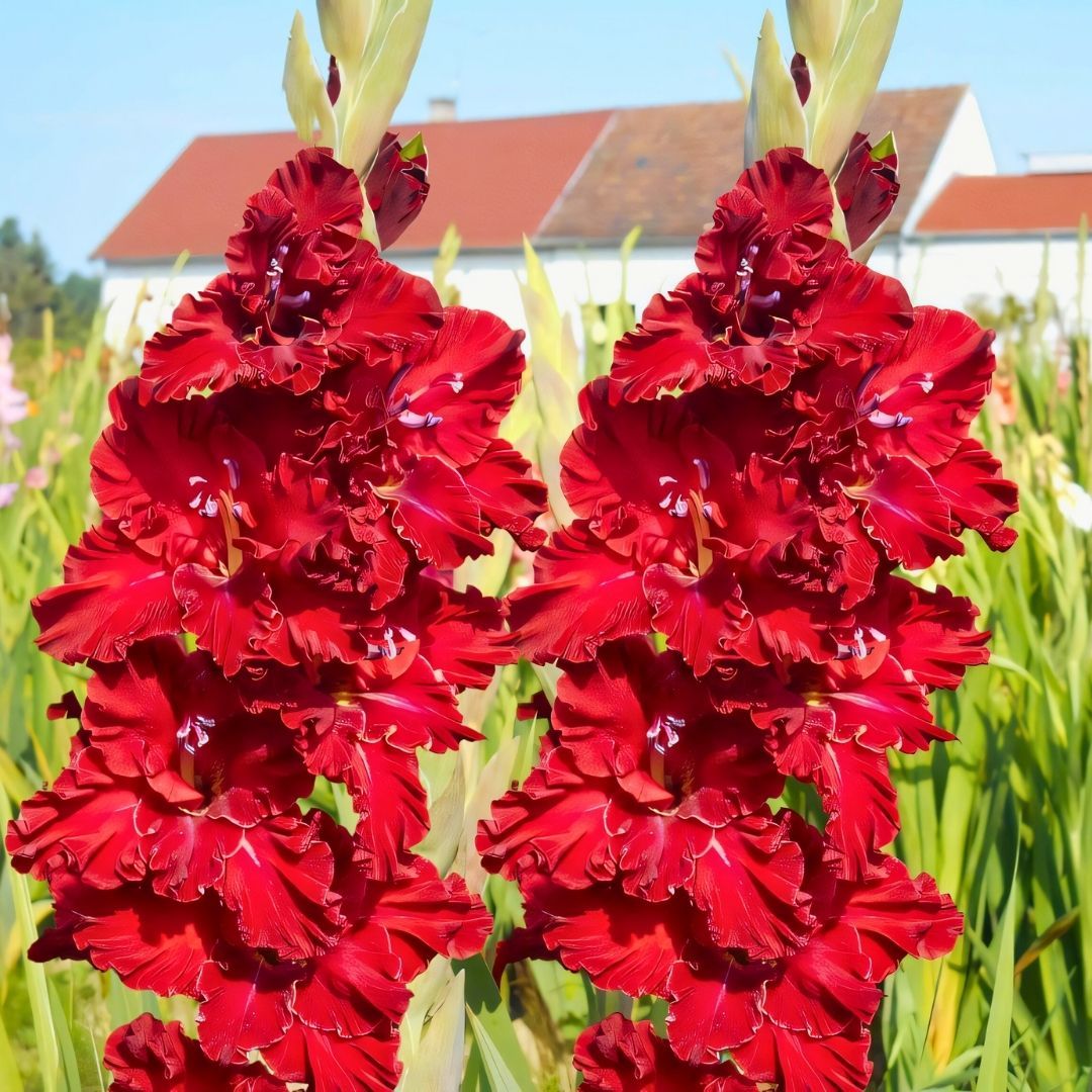 At Nıght Gladiolus - Glayöl Soğanı - Kırmızı