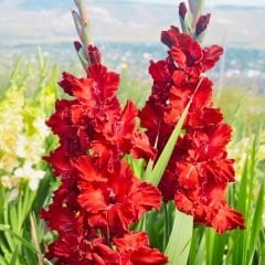 At Nıght Gladiolus - Glayöl Soğanı - Kırmızı