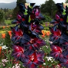 Black Sea Gladiolus - Glayöl Soğanı - Siyah