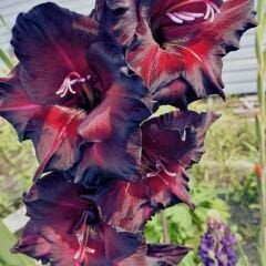 Black Sea Gladiolus - Glayöl Soğanı - Siyah