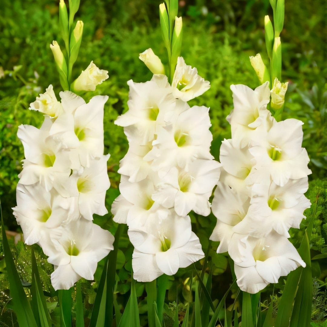 İvory Priscilla Gladiolus - Glayöl Soğanı - Beyaz