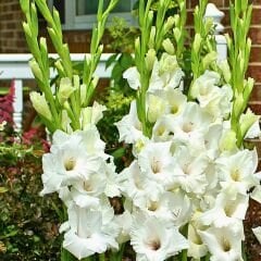 İvory Priscilla Gladiolus - Glayöl Soğanı - Beyaz