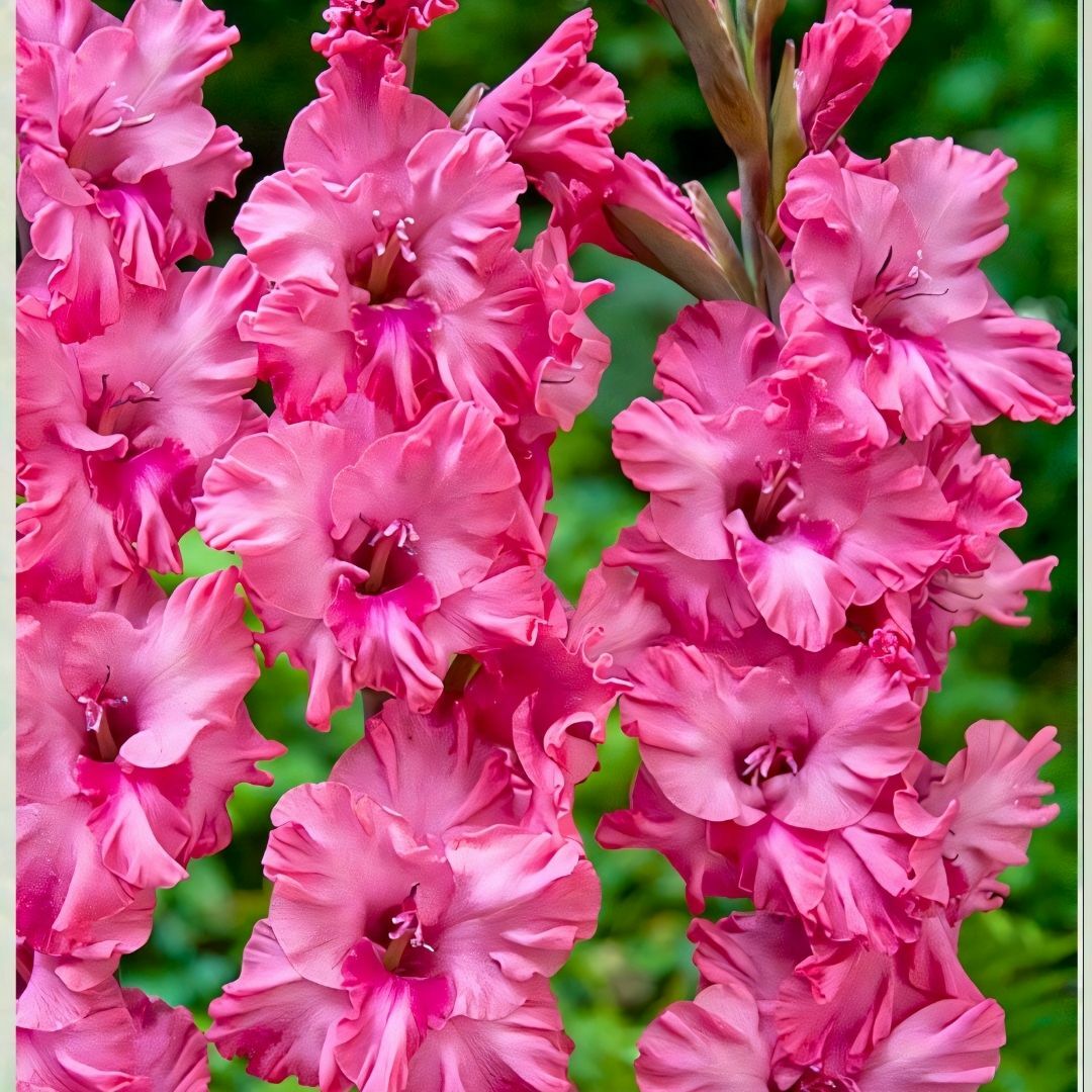 Kingston Ruffle Gladiolus - Glayöl Soğanı - Fuşya