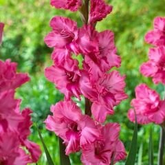 Kingston Ruffle Gladiolus - Glayöl Soğanı - Fuşya
